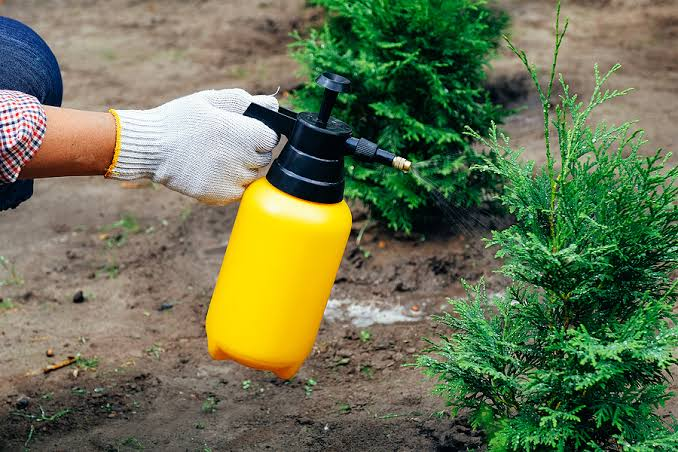 Why Healthy Trees Start With Smart Pest Control