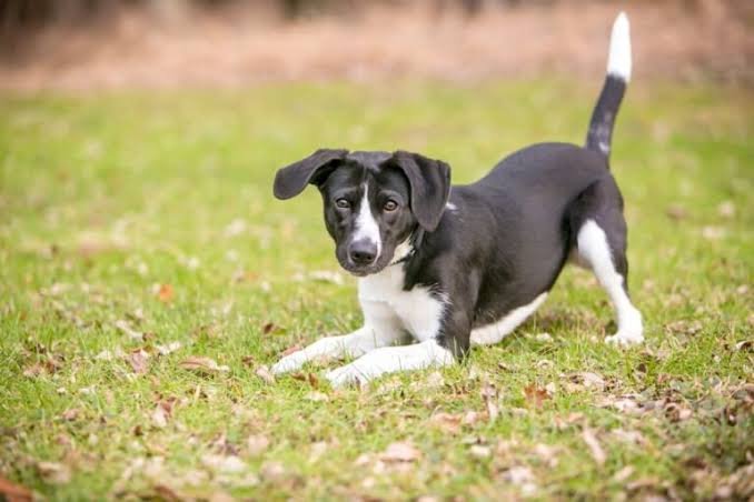 Why Your Dog’s Tail Wags Hardest After a Good Walk